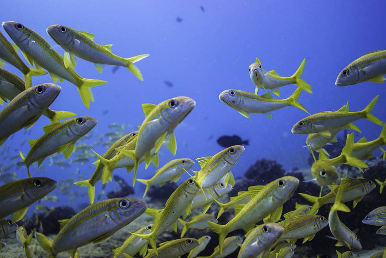Yellowfin goatfish