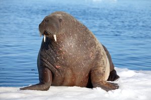 Gigantic Walrus Is Twice The Size of This Polar Bear photo