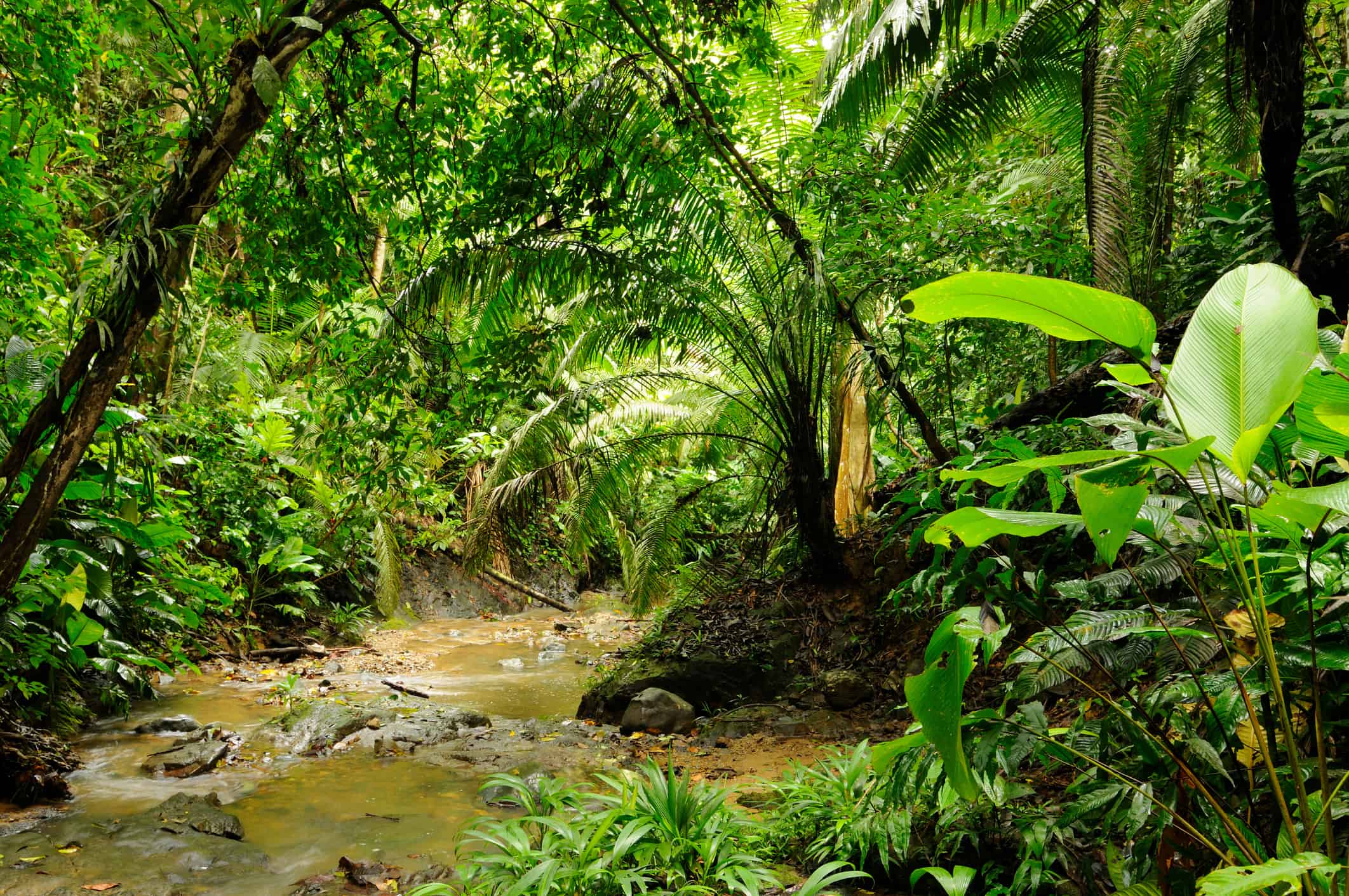 Wild Colombian Darien jungle