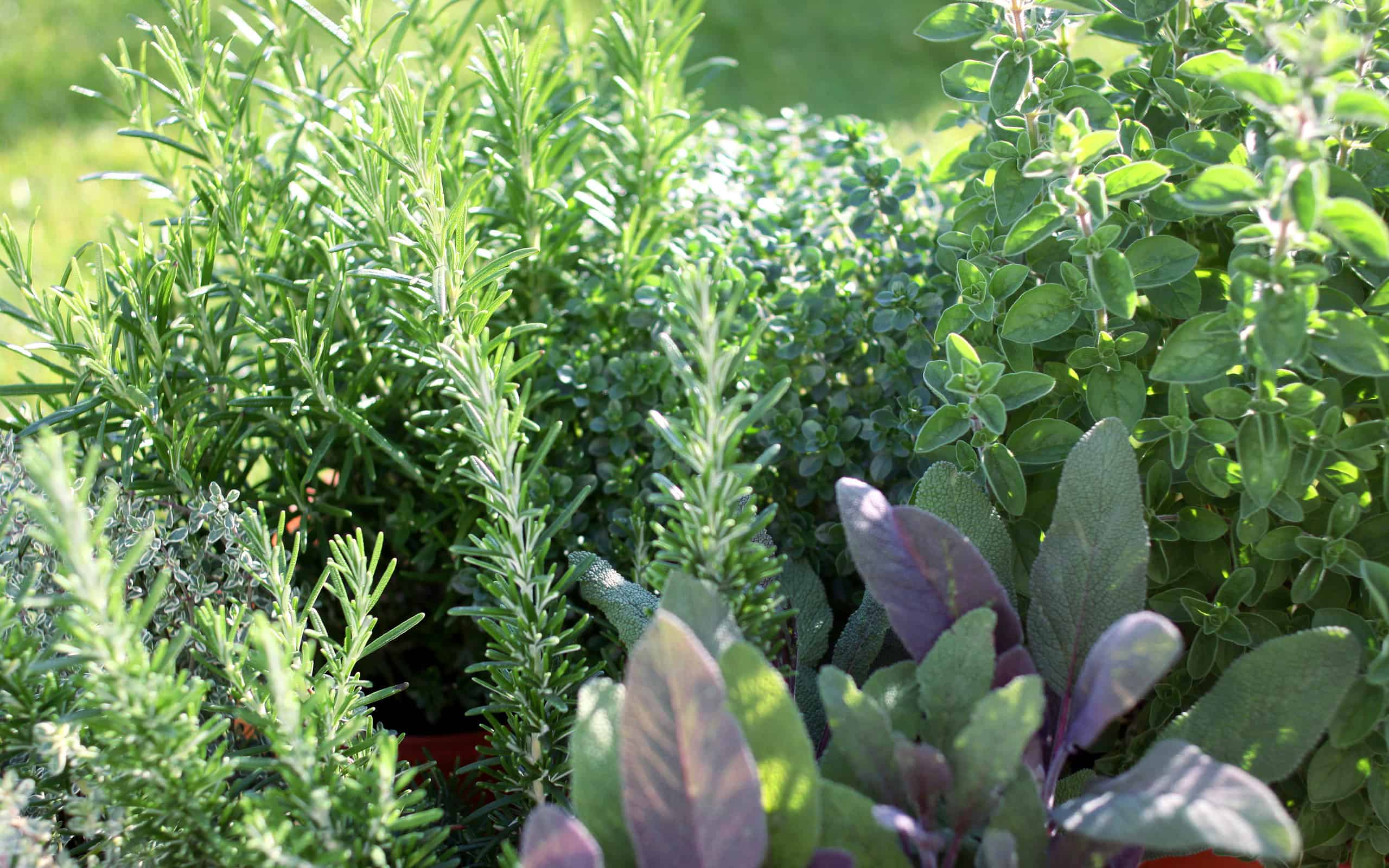 Herb Garden, Herb, Yard - Grounds, Herbal Medicine, Vegetable Garden