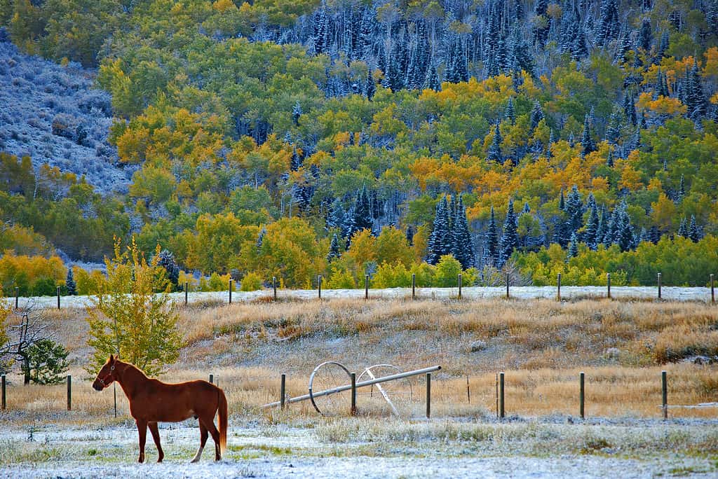 Idaho, Agriculture, Animal Wildlife, Aspen Tree, Autumn