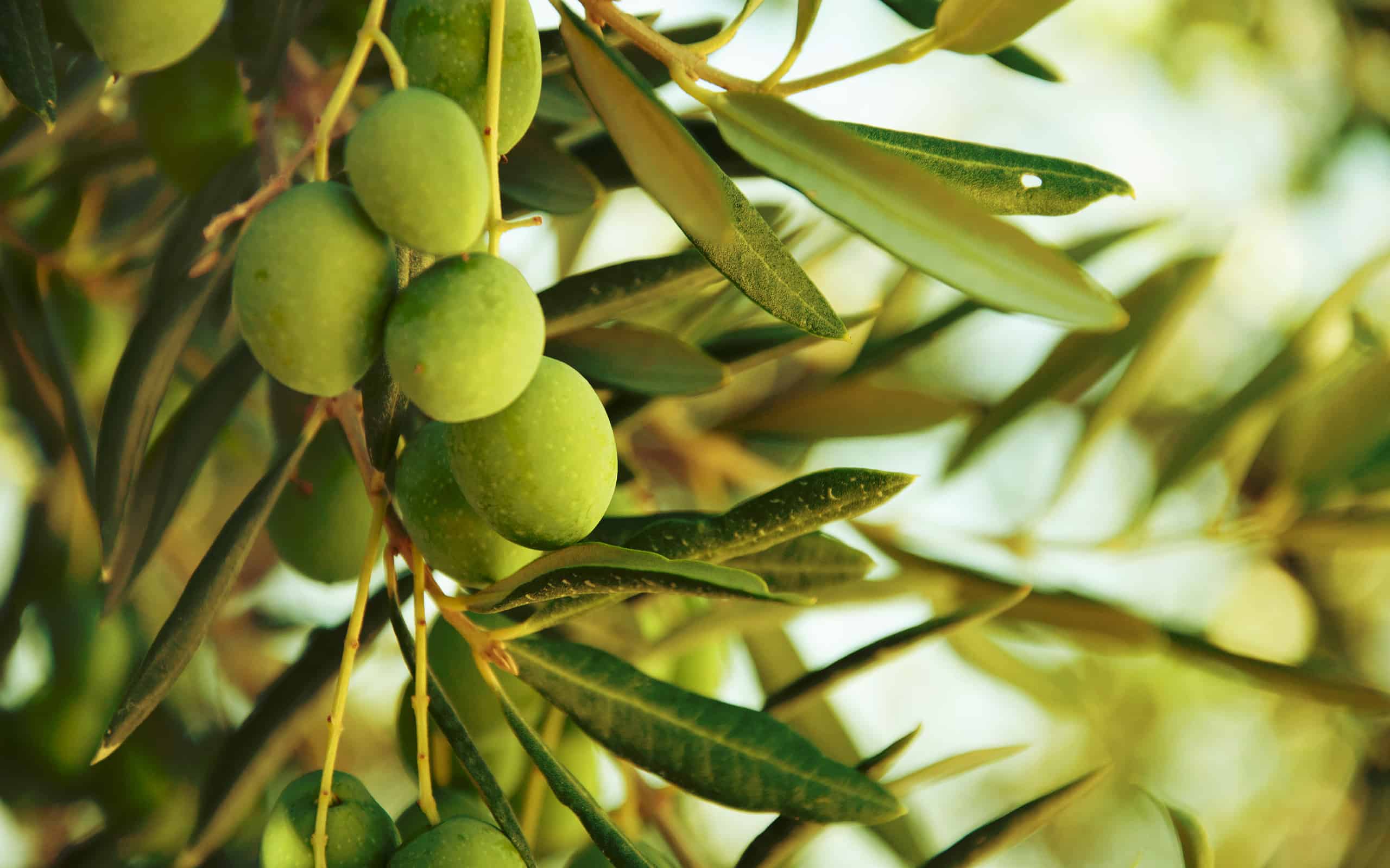 Olives on olive tree in autumn.