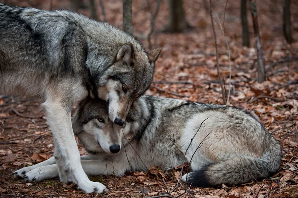 Affectionate Grey Wolves