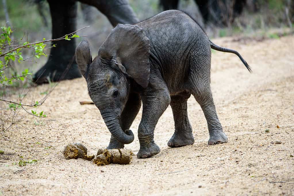 Baby elephants eat poop.