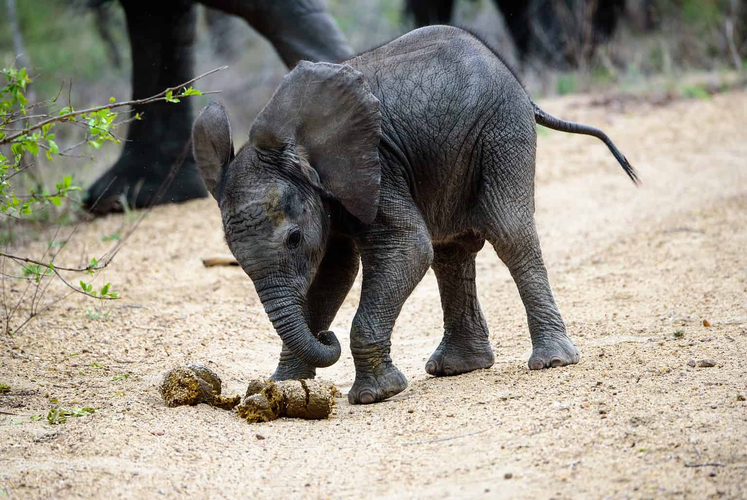 Why Elephants Have the Longest Pregnancies on Earth - A-Z Animals