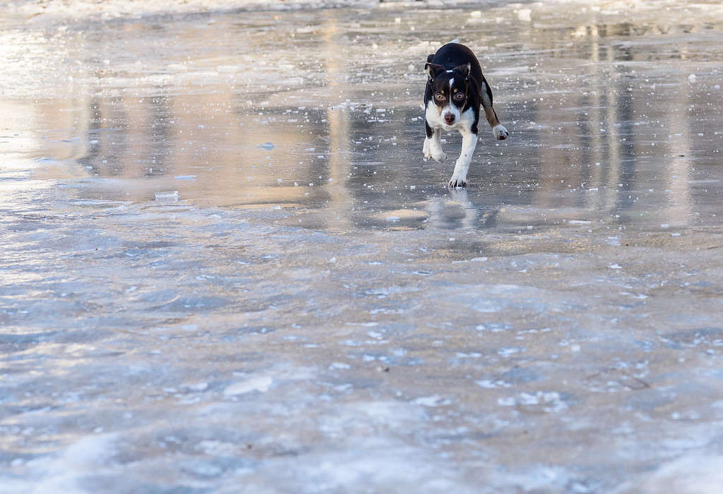 Puppy doing figure skating on ice