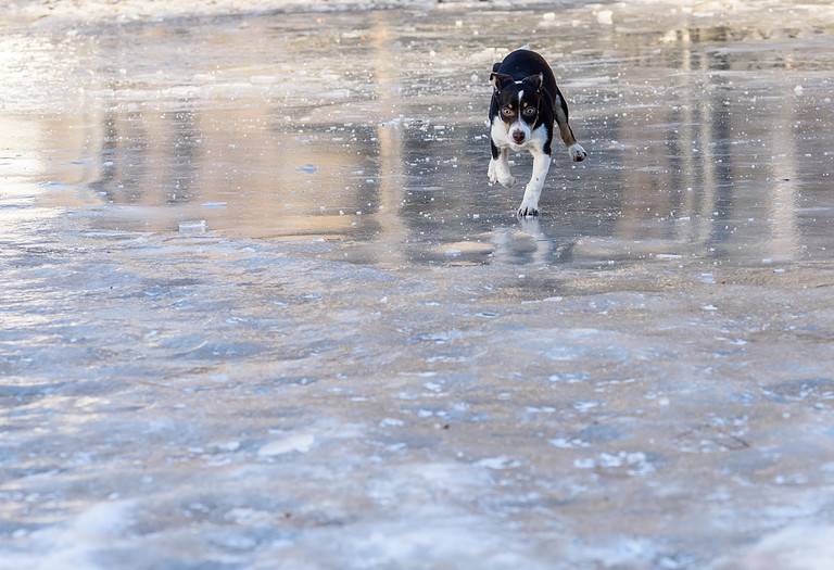 The 3 Best Pet Friendly Ice Melt To Use This Winter A Z Animals   GettyImages 511055386 768x526 