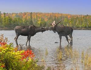 These States Have the Most Moose Roaming Free Picture