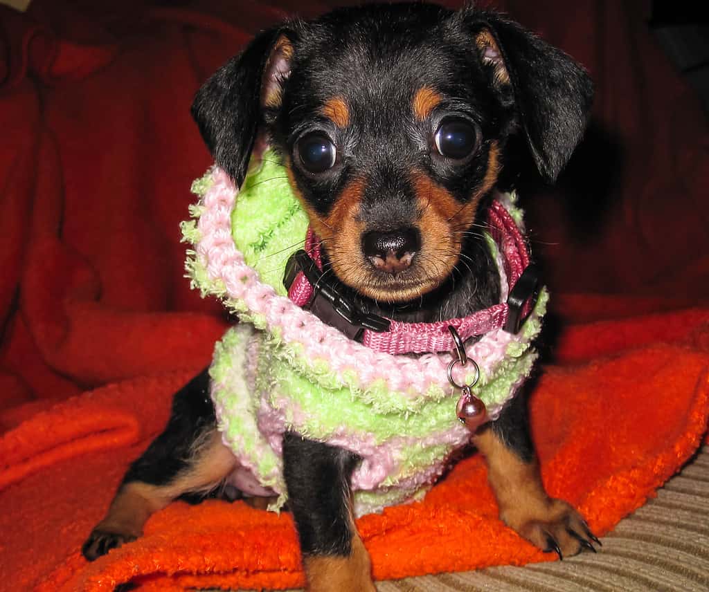 Chihuahua and dash hound mix in sweater closeup