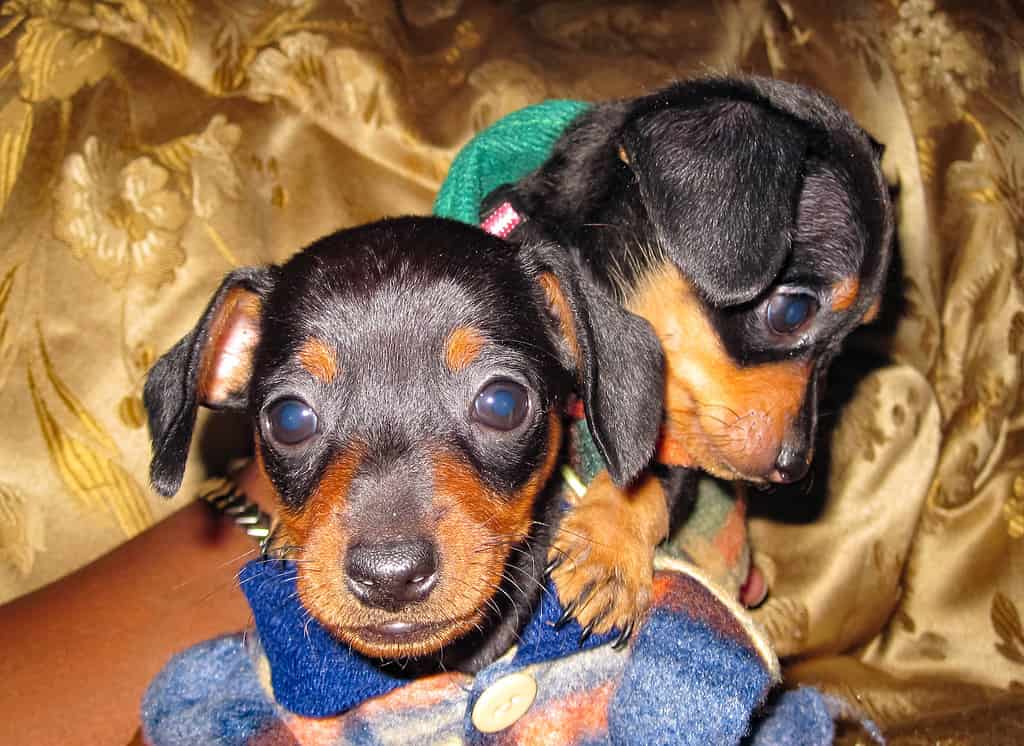 Chihuahua Puppy Sisters