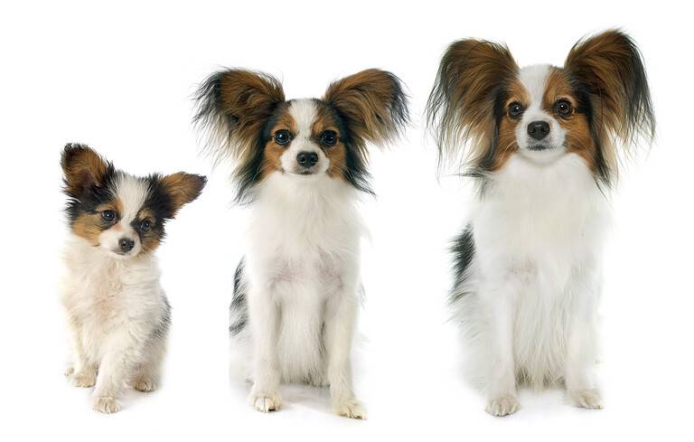 papillon dog in studio