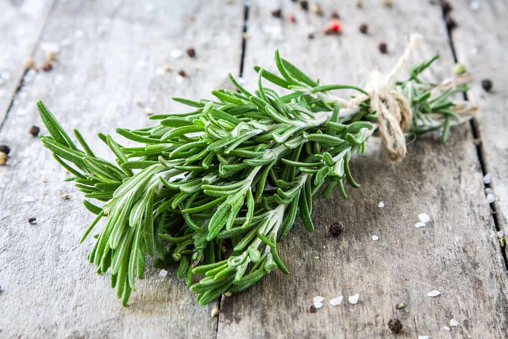 Rosemary, Thyme, Twig, Branch - Plant Part, Peppermint