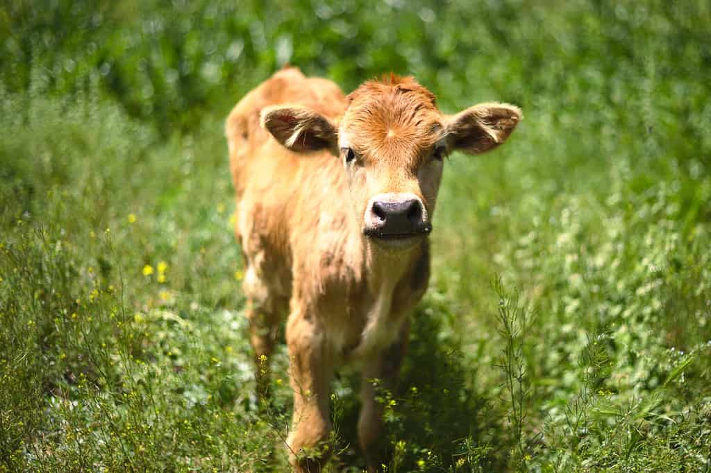 Beautiful mini cow