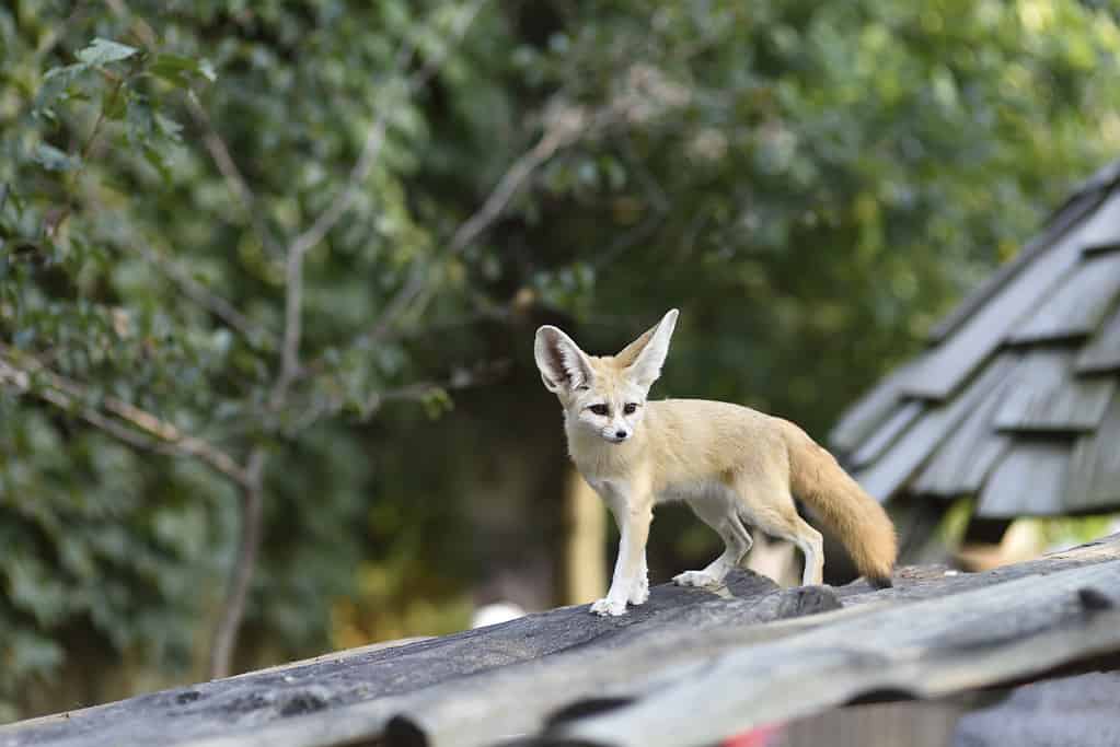 standing fennec fox
