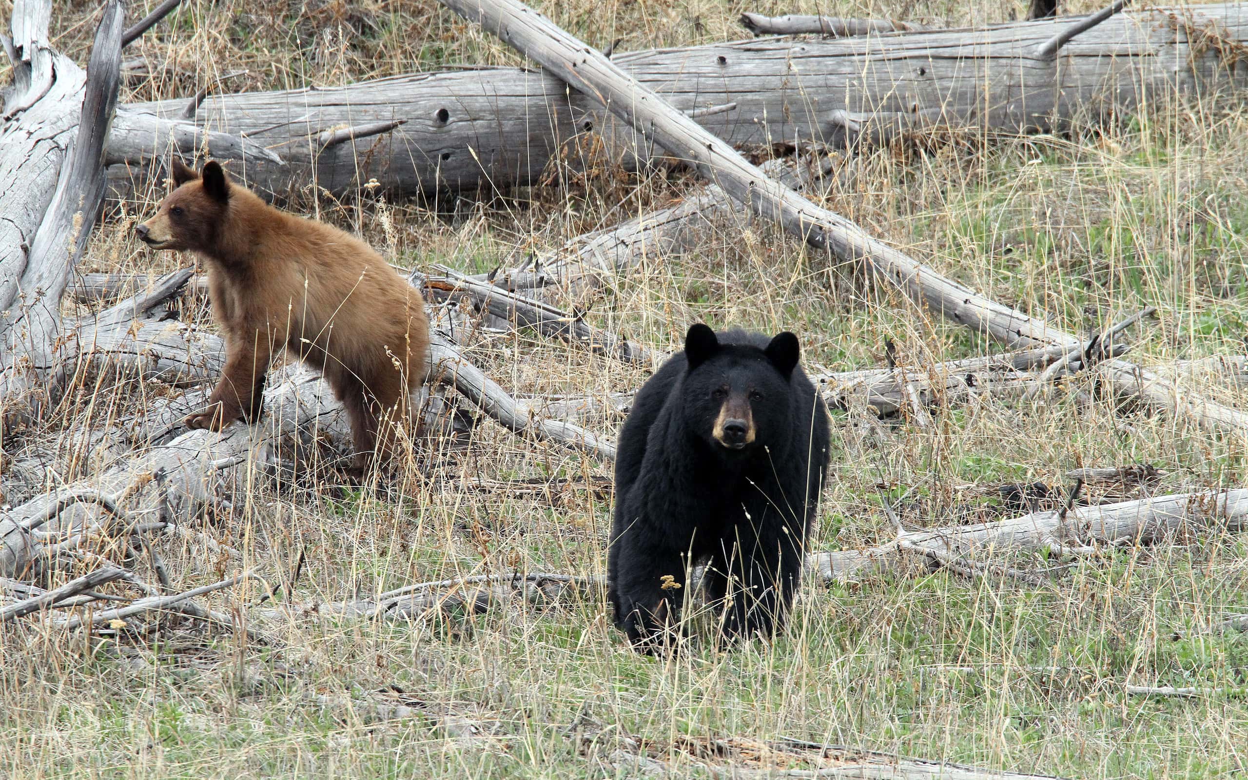 American Black Bear, Animal, Animal Wildlife, Animals In The Wild, Bear