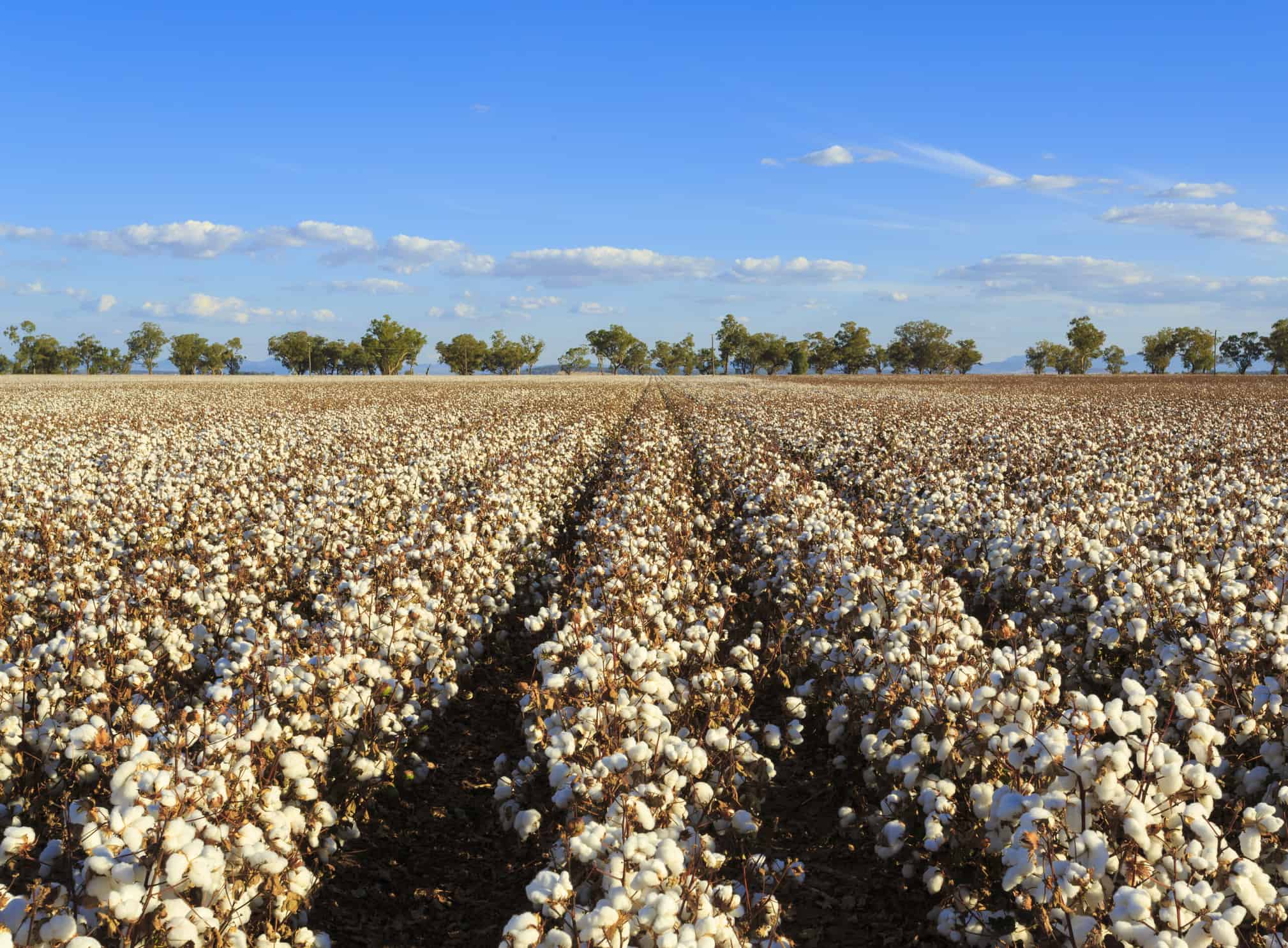 Cotton crops