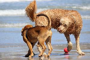 How Do Dogs Communicate With Each Other? Picture