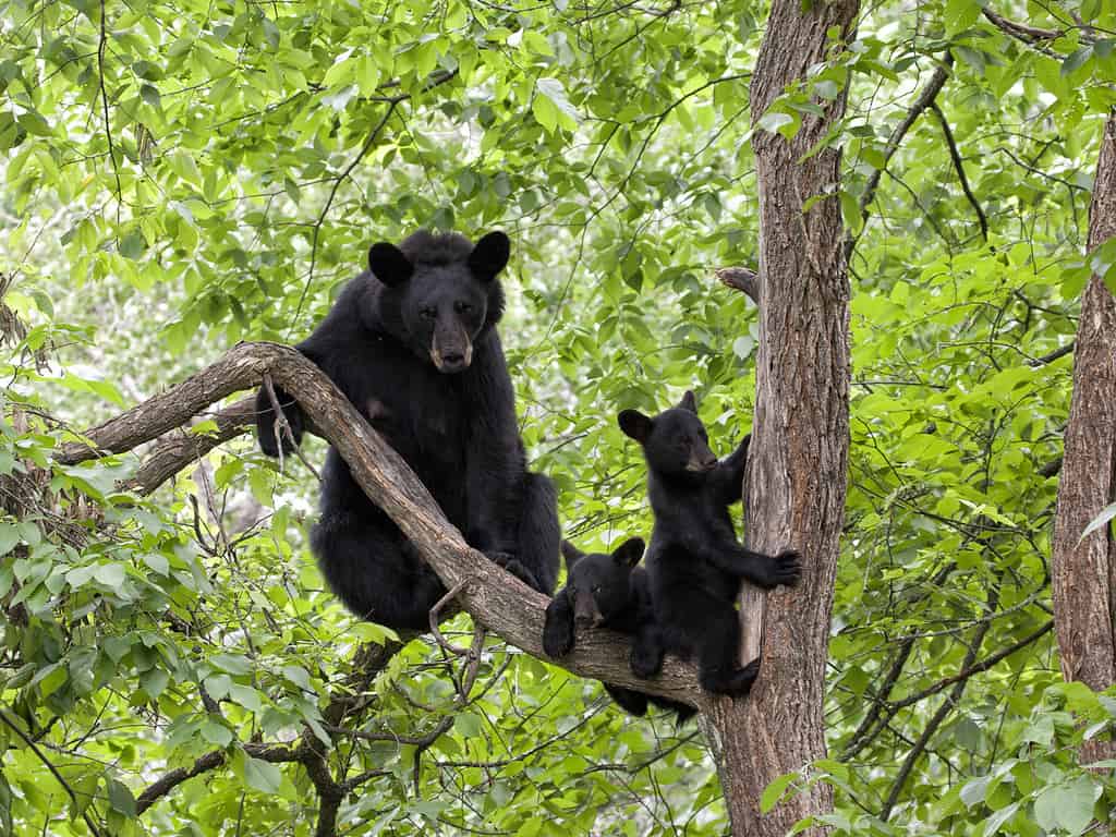 Mother Bear and Two Cubs in a Tree