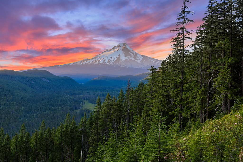 Oregon - US State, Mt Hood, Forest, Pacific Northwest, Mountain