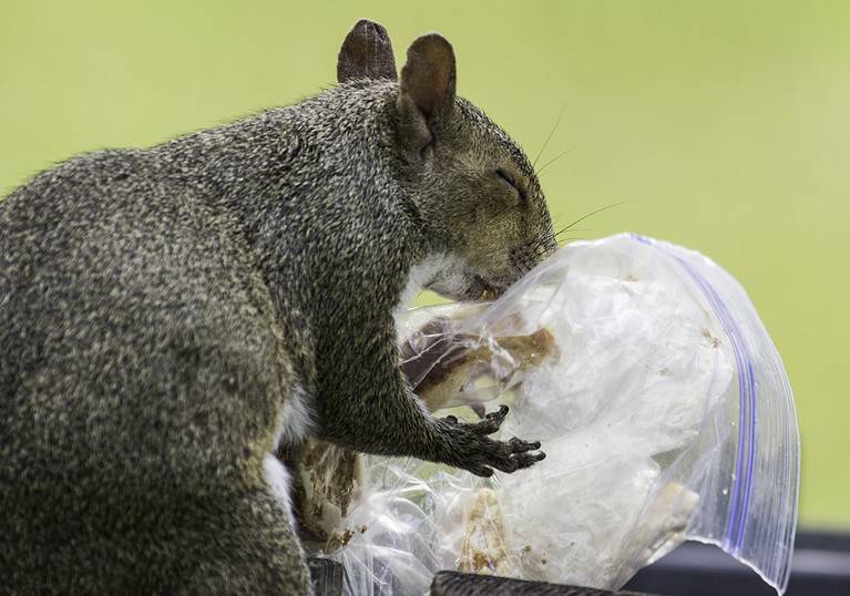 Squirrel with Garbage