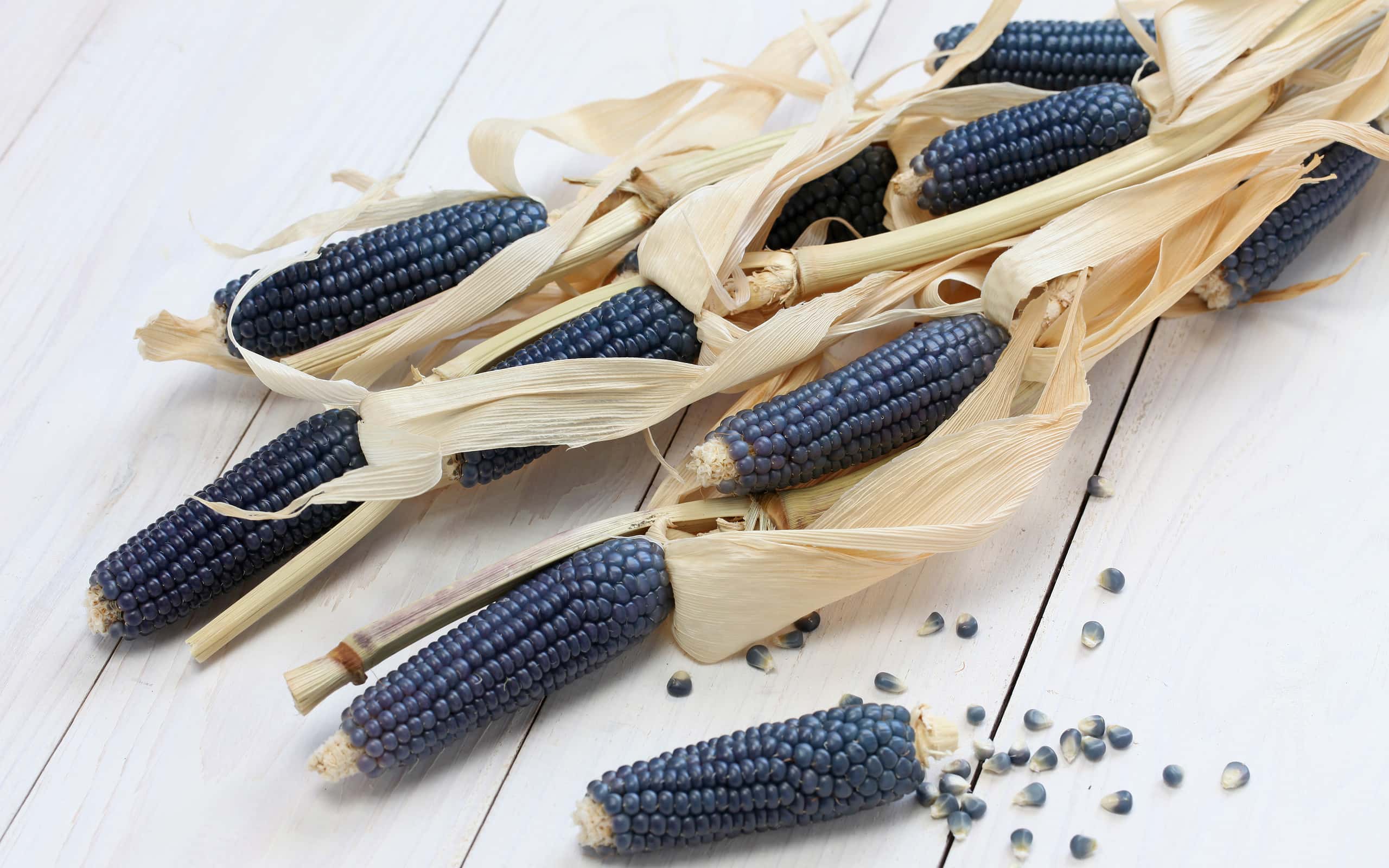 Hopi Blue corn is a variety of flour corn grown in drier regions.