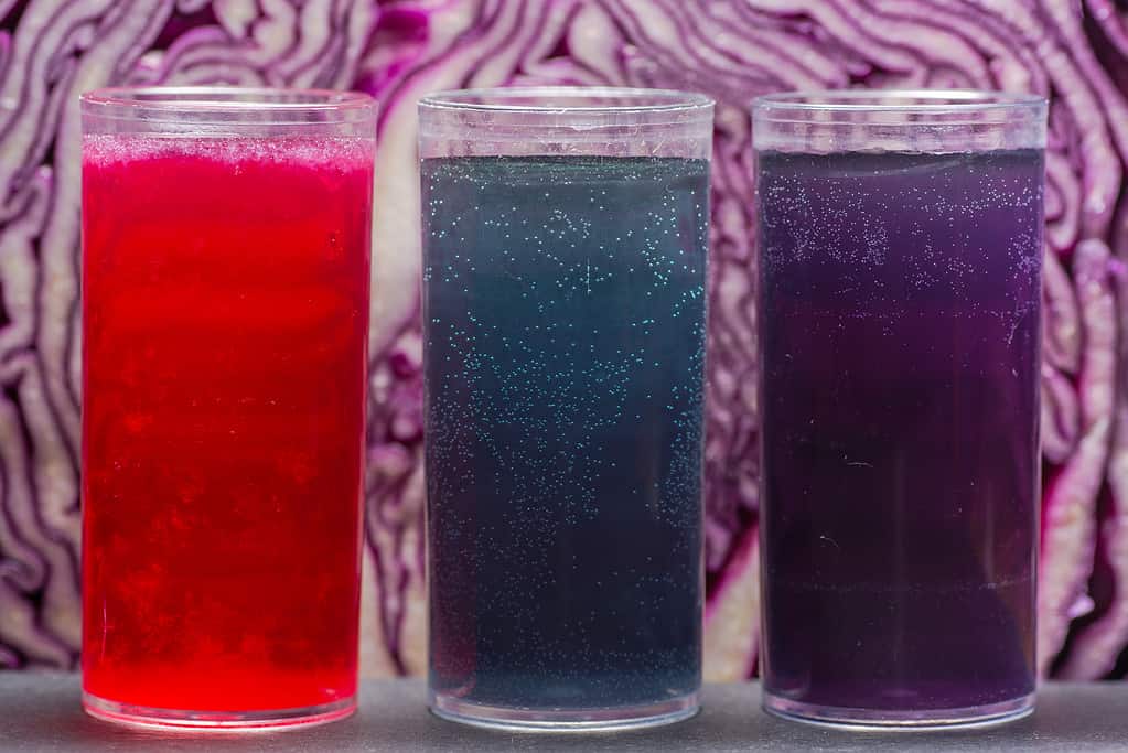 Red cabbage pH indicator solution