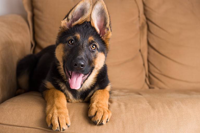 Puppy german shepherd dog sitting in sofa