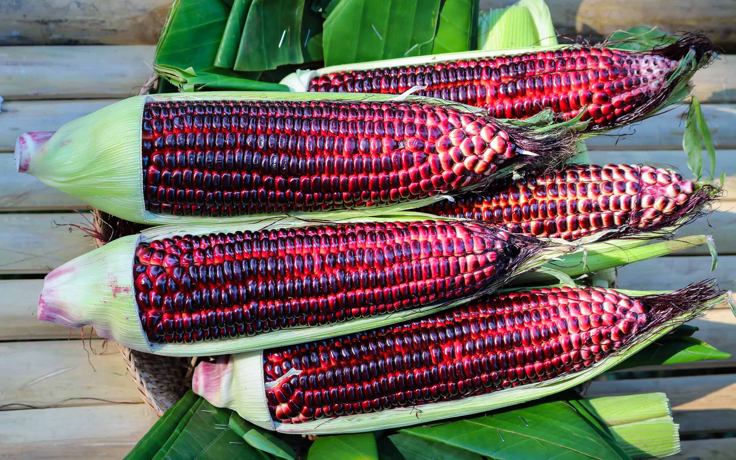 Double red corn is a variety of corn that looks purple.
