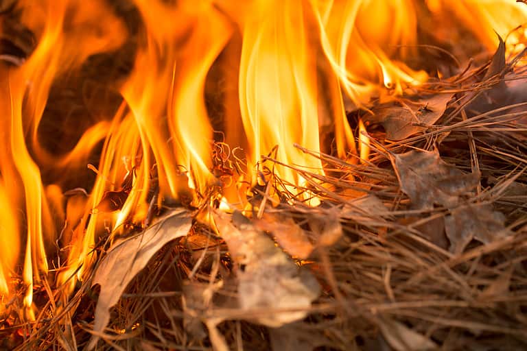 Brush Fire