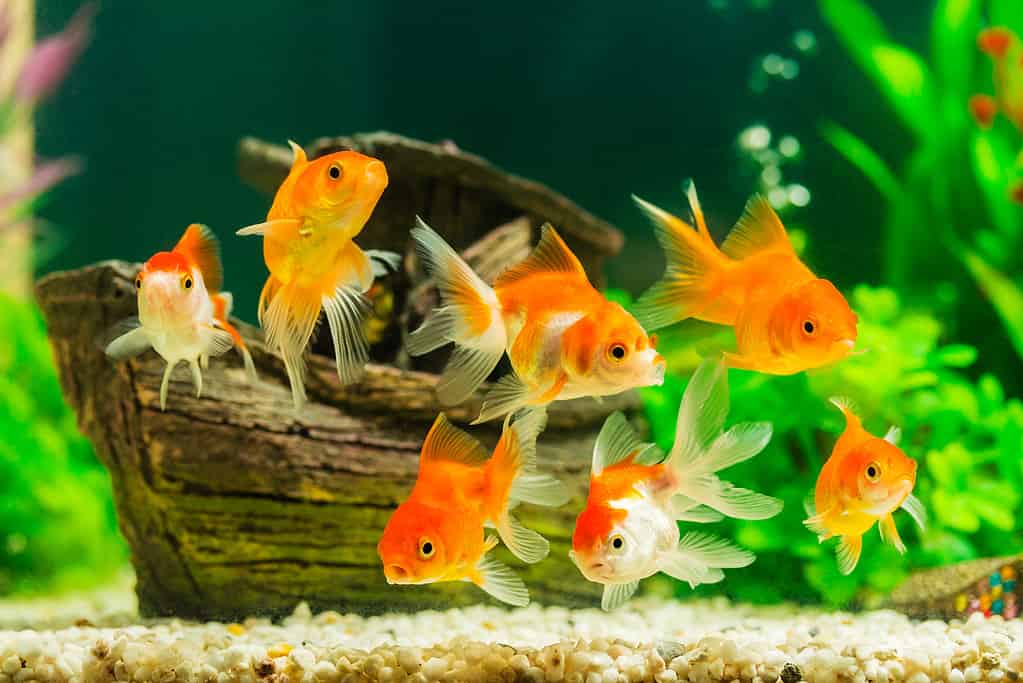 Almost all live goldfish will not survive being flushed down the toilet.