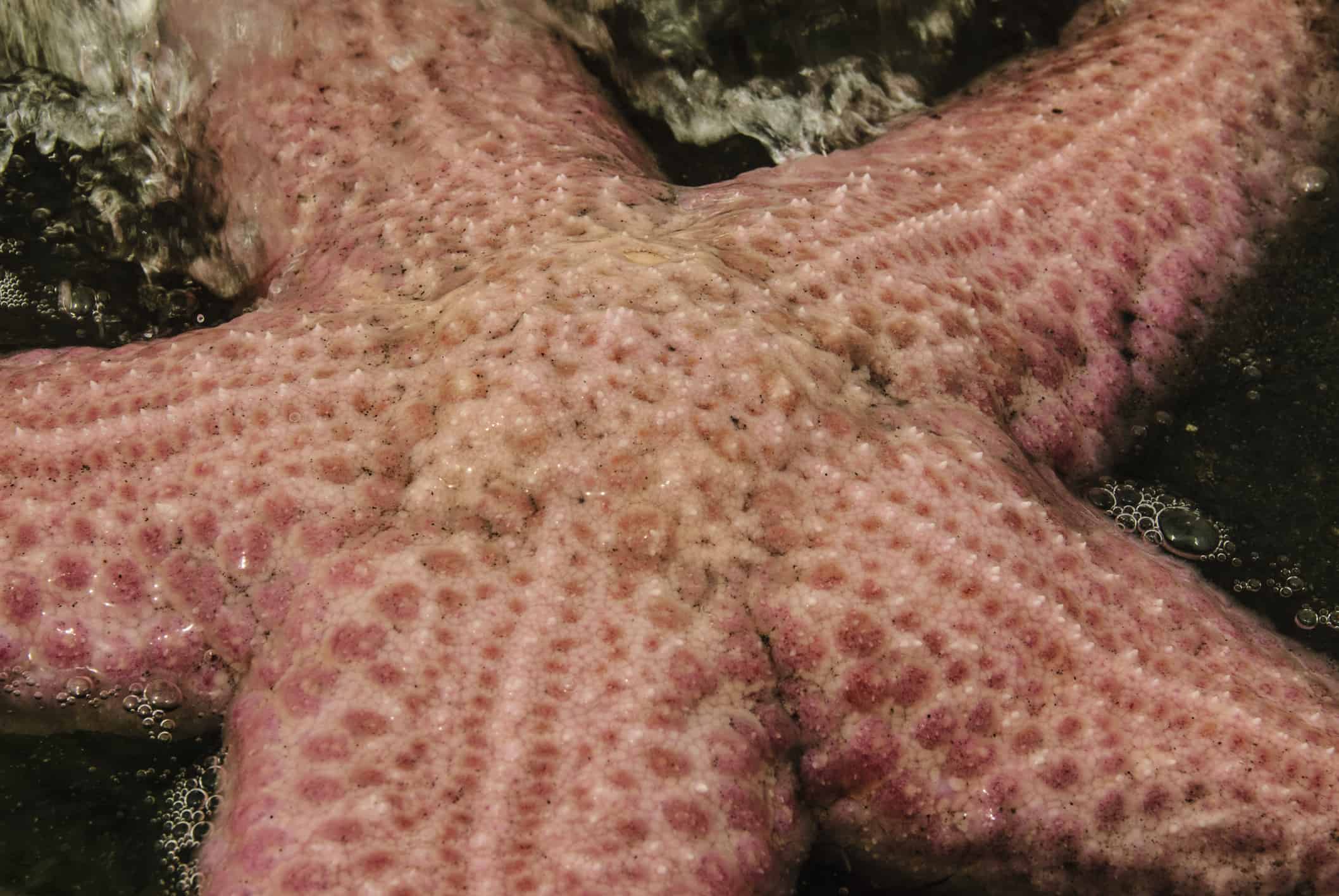 Giant Pink Seastar closeup