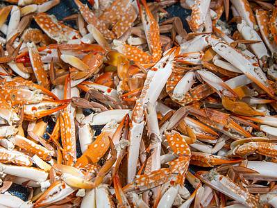 A Lousiana Crabbing Season: Timing, Bag Limits, and Other Important Rules