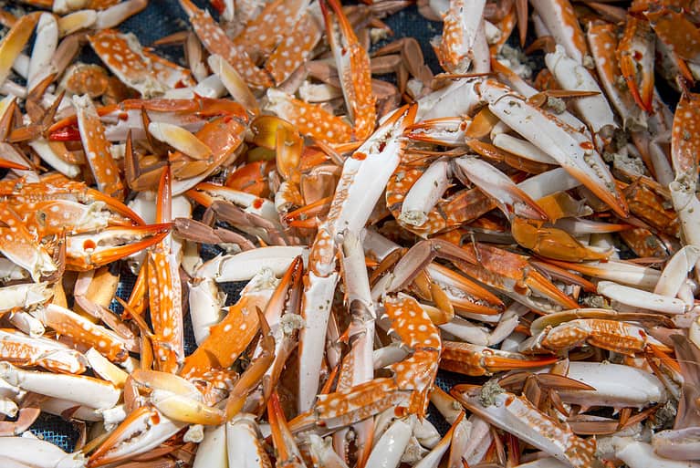 the claws of a crab , steamed Blue Crabs