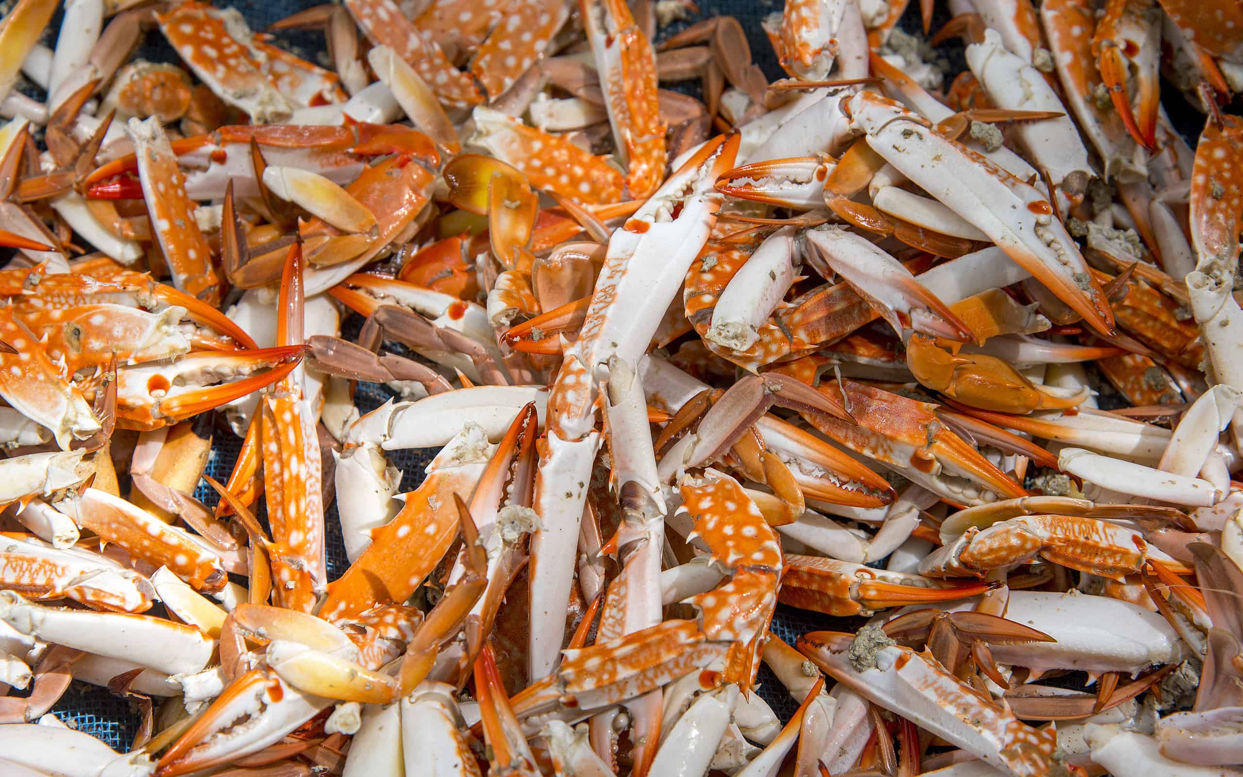 the claws of a crab , steamed Blue Crabs