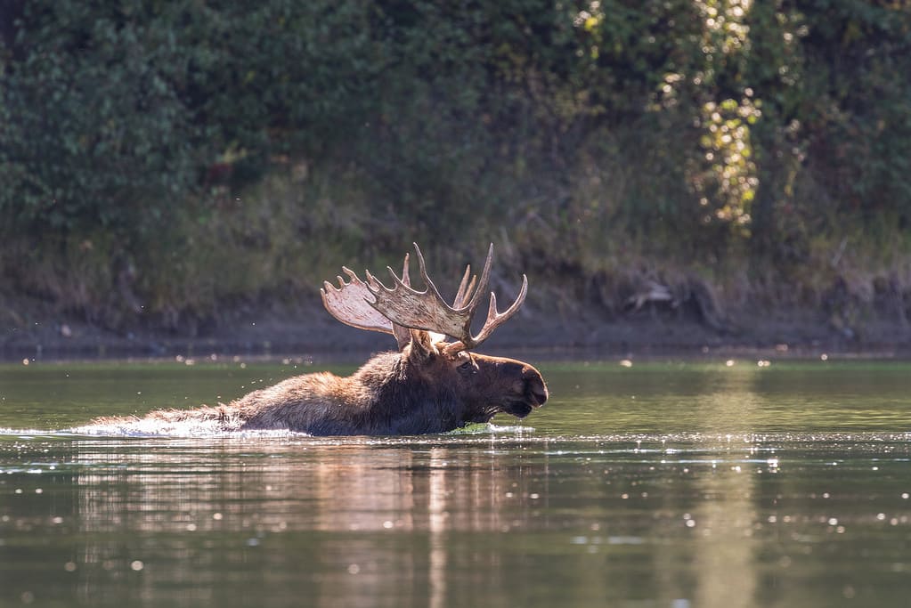 Bull Moose Swimming