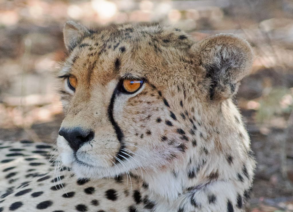 Side view of a Close up of a cheetah head