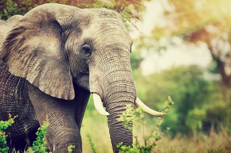 Wild elephant portrait
