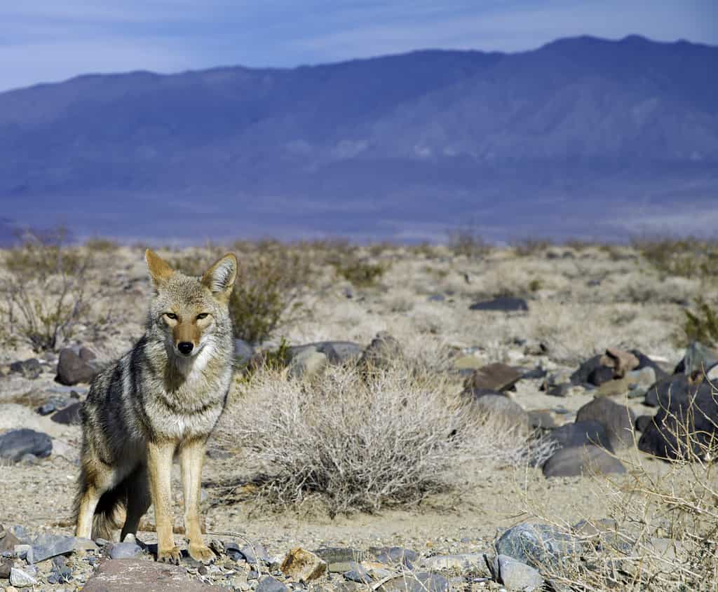 Coyote, Desert Area, Animal Wildlife, California, Animals In The Wild