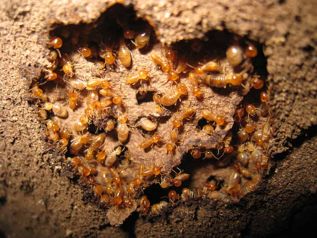 Subterranean termites build colonies under ground and build mud tubes to travel from underground to their food source.