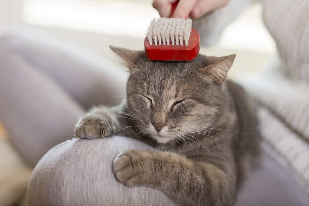 Woman brushing the cat