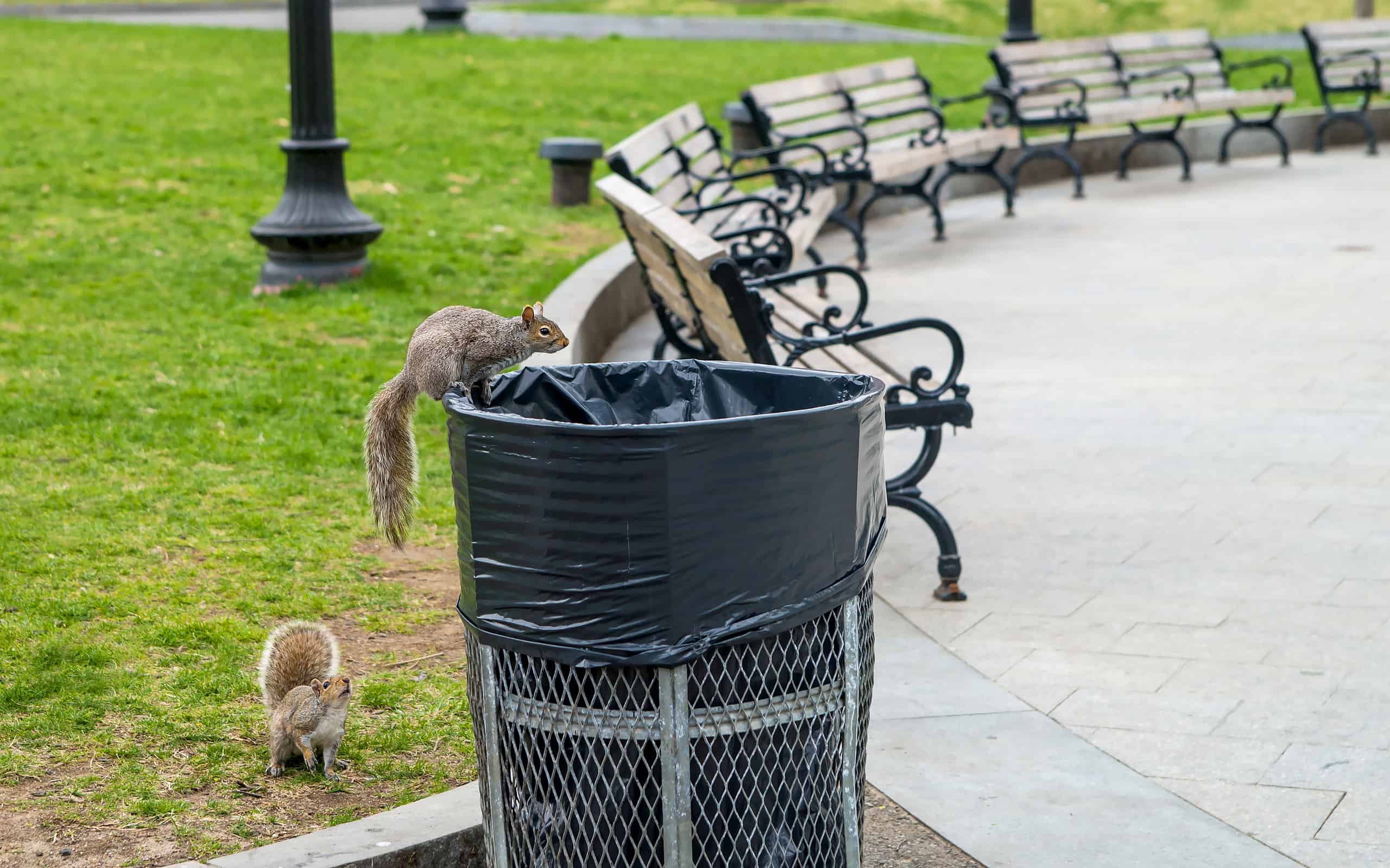 Squirrels at Boston Common public park in downtown Boston
