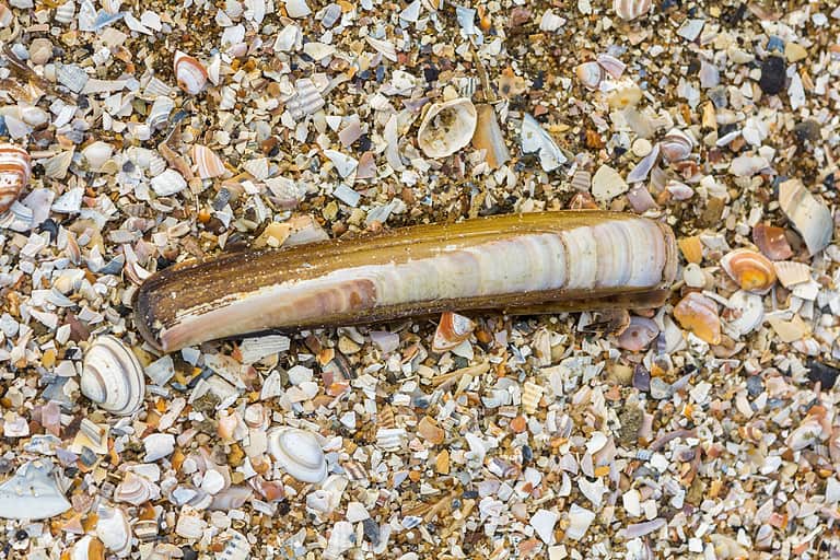 Antlantic razor clam on bed of crushed seashells