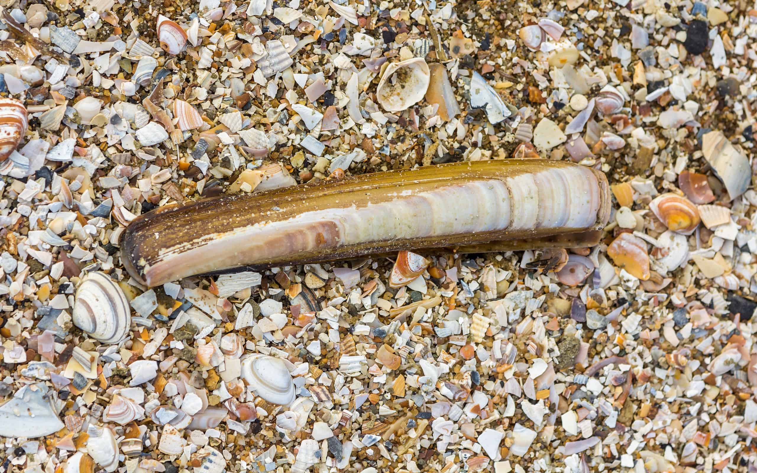 Antlantic razor clam on bed of crushed seashells