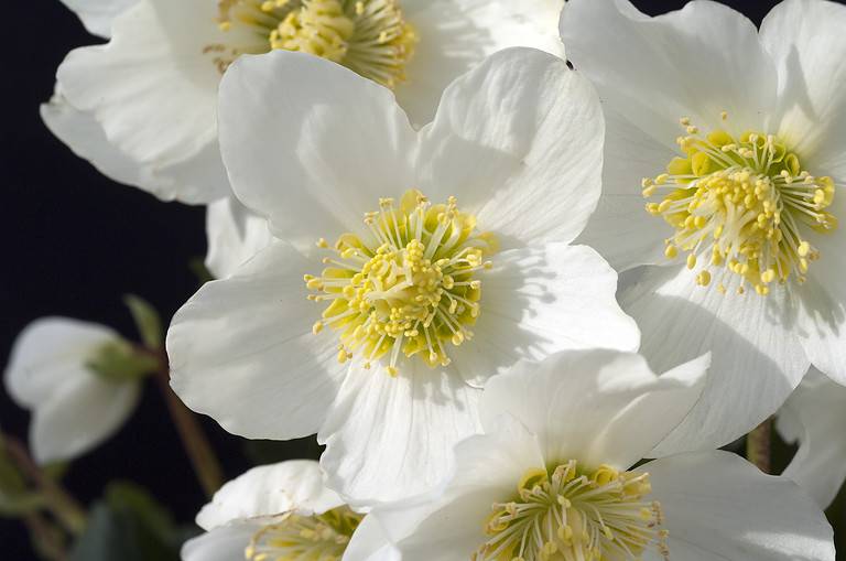 Christmas, Rose; Helleborus; niger
