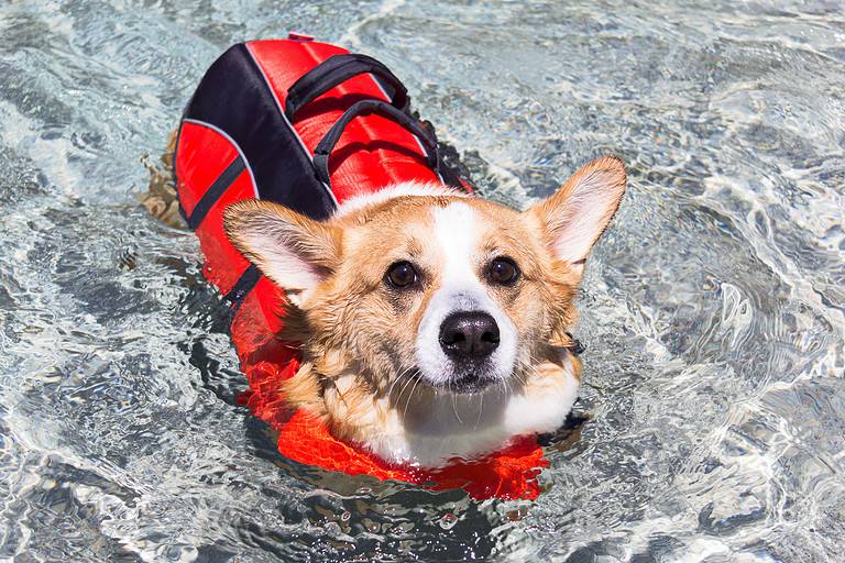 Welsh Corgi swimming