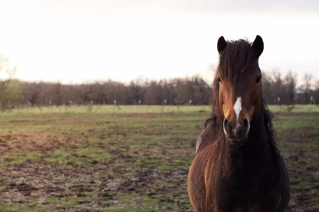 Hackney pony stallion stands in a muddy pasture any sun down.