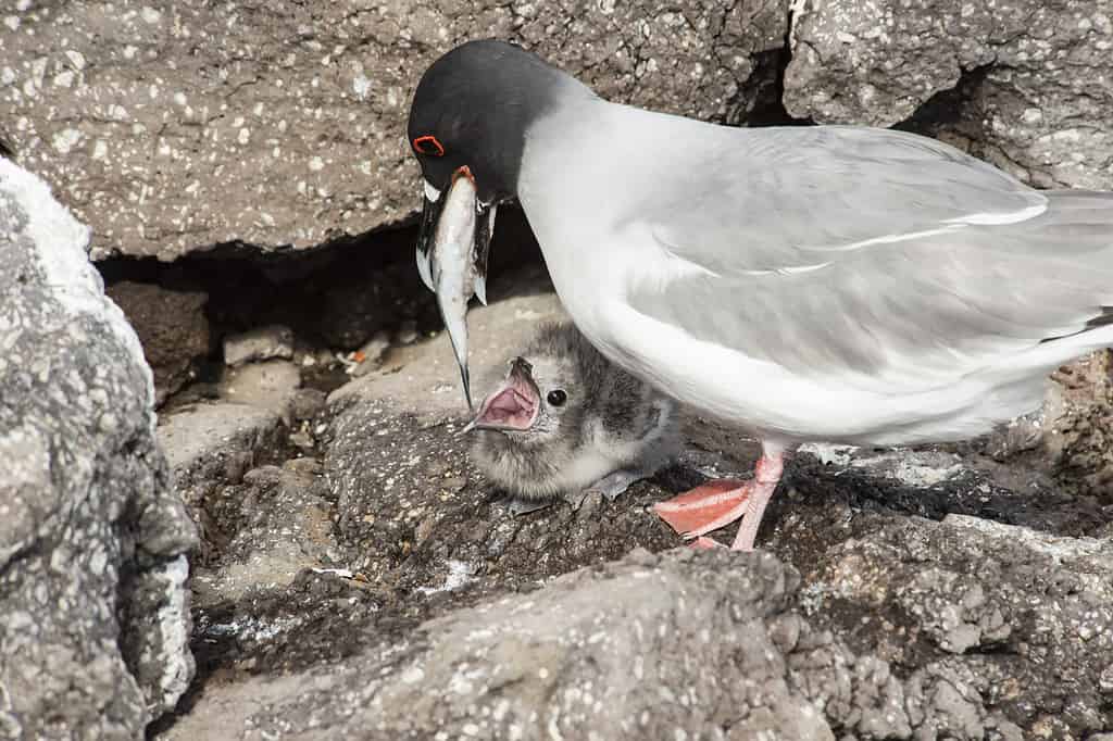 Lava Gull Feeding Young in the Galapagos