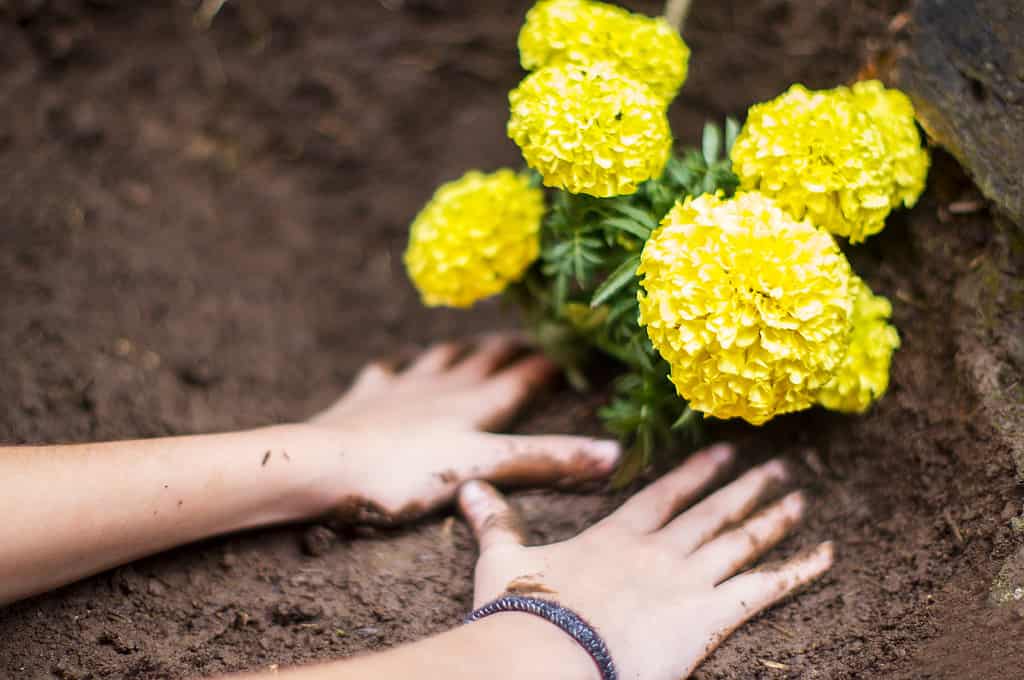 Child hands planting a flowering plant on wet dirt. Earth day.