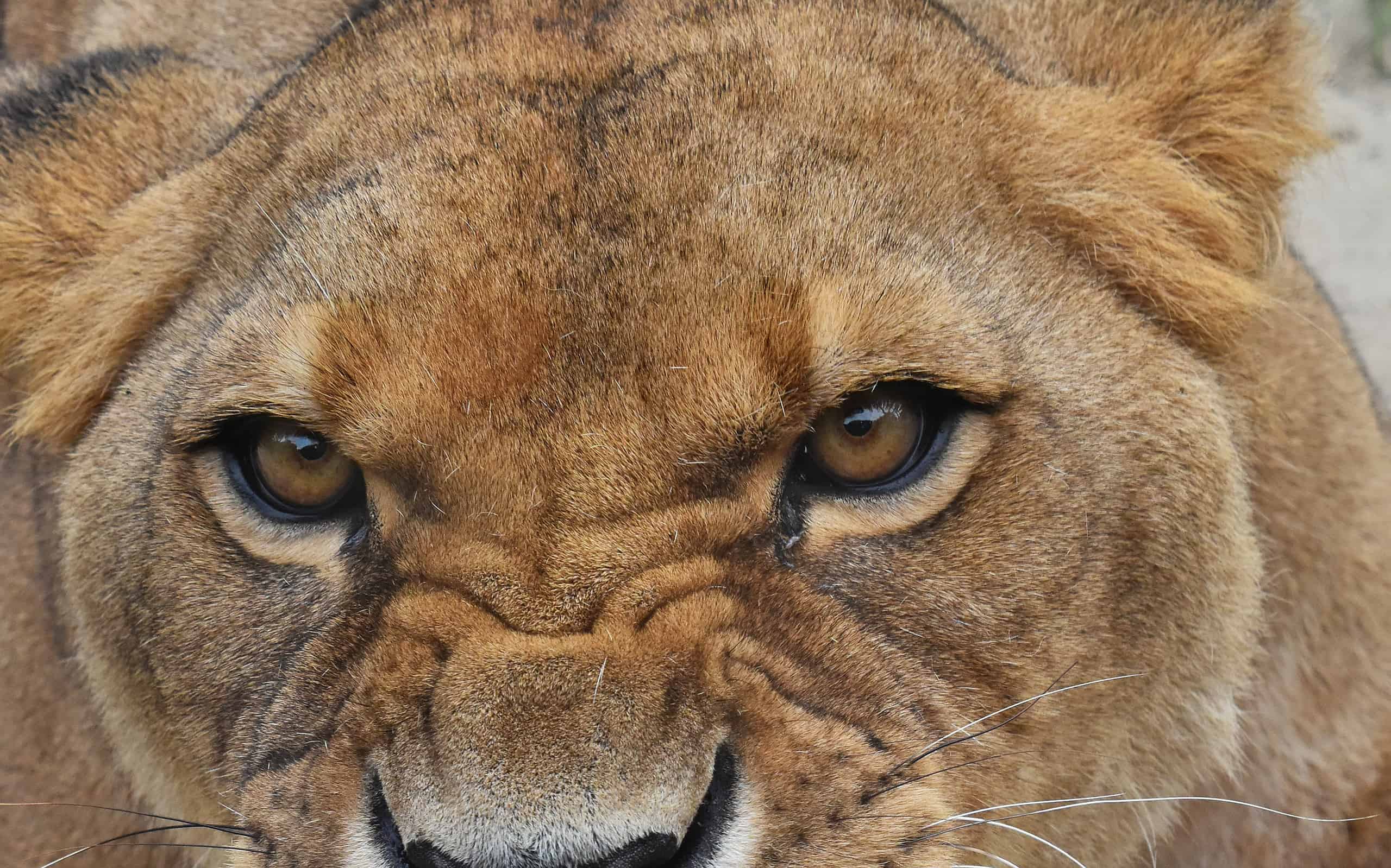 Close-Up Of Portrait Of Roaring Lioness