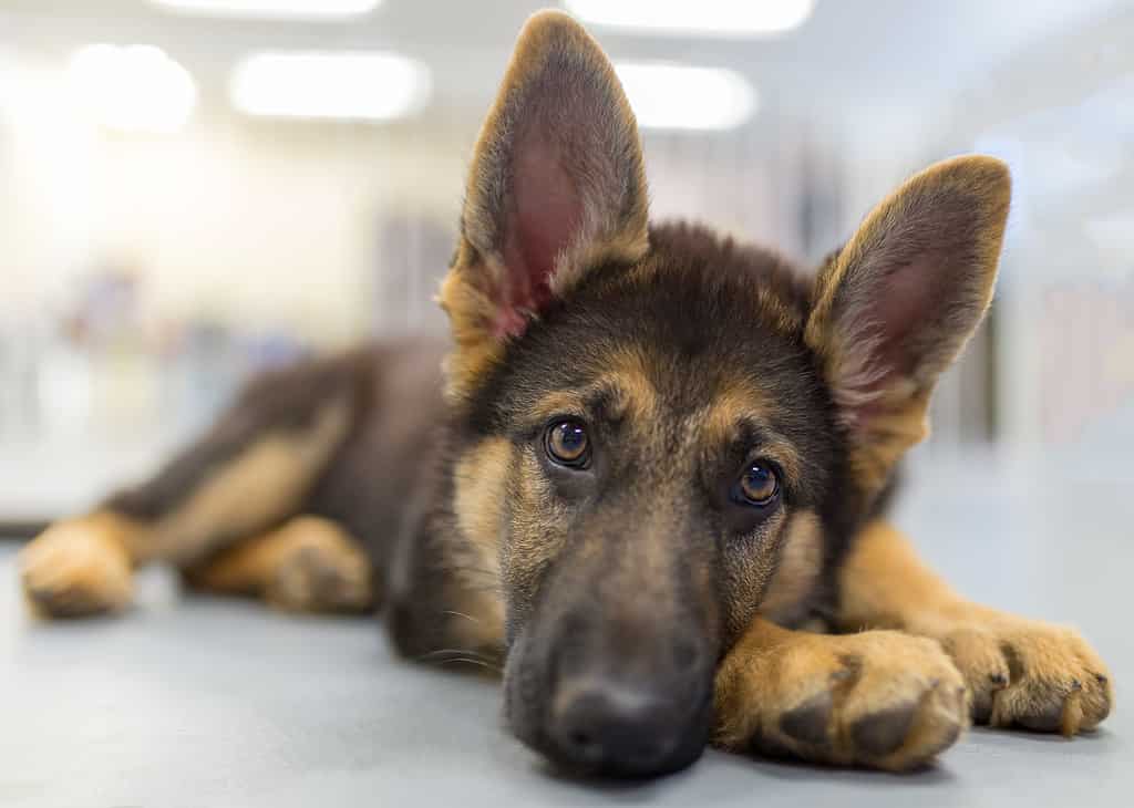 Young german shepherd puppy laying down looking at the camera